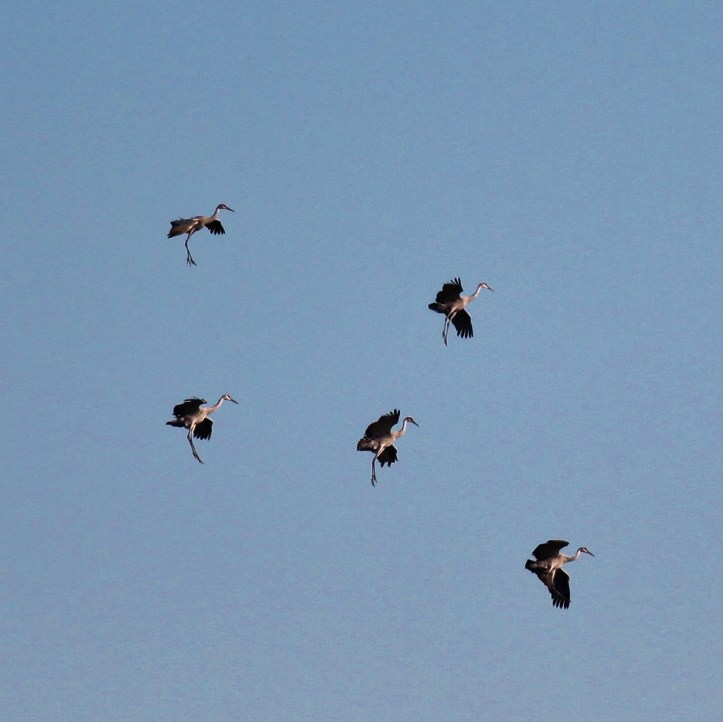 Cranes landing with legs hanging down
