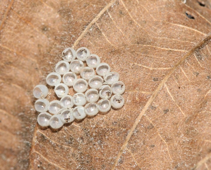 Insect egg cases on dead elm leaf
