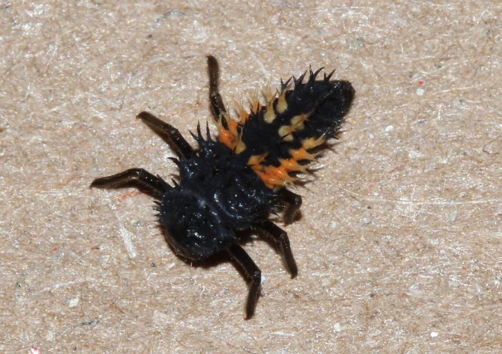 Lady beetle larva - my yard (4)