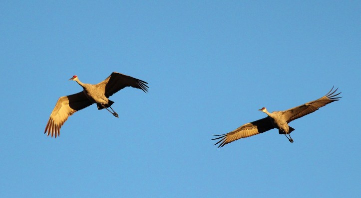 Sandhill Cranes in flight