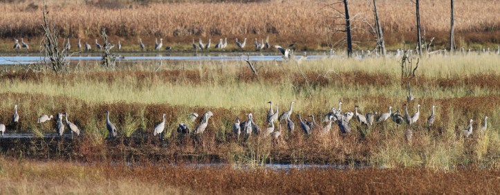 Sandhill Cranes in marsh at Baker Sanctuary 2012
