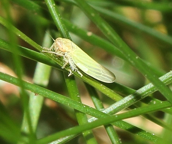 Teeny tiny leafhopper (3)