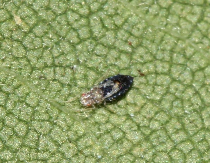 Tiny tiny insect larva to ID - on elm leaf