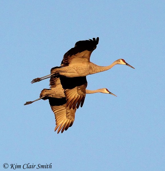 Two cranes in formation