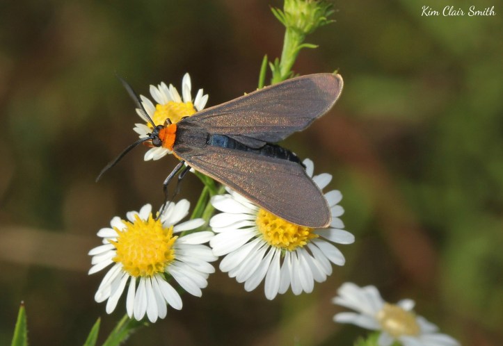 Yellow-collared Scape moth on asters w sig