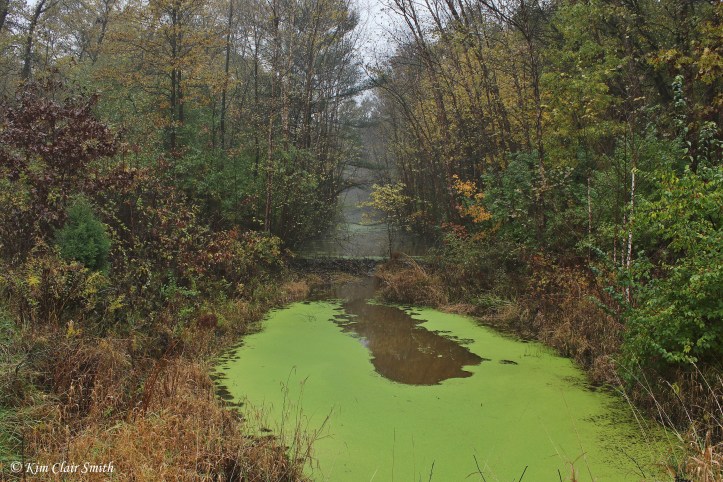 Algae-covered creek and beaver dam w sig