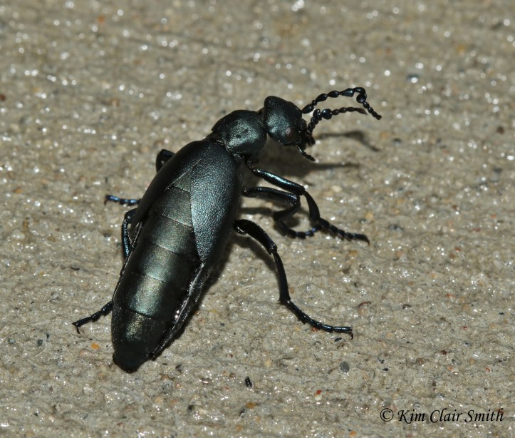 Blister Beetle on my front sidewalk 11-2-17 - Meloidae (3) w sig