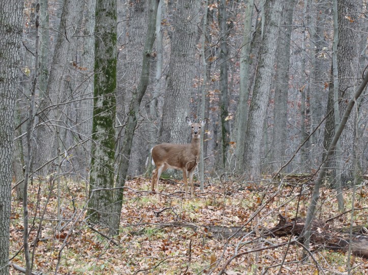 Deer watching me take fungi photos