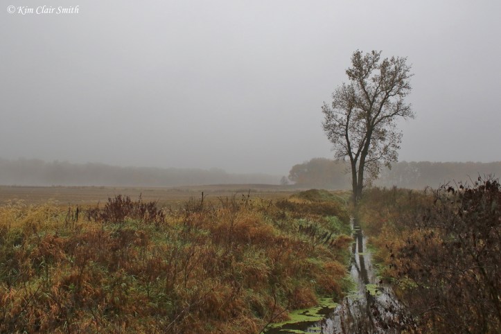 Fog and lone tree with reflection in water