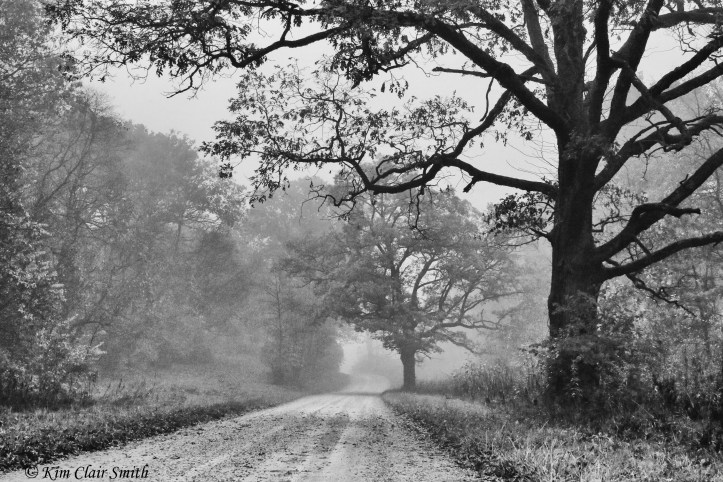 Fog and two big oak trees