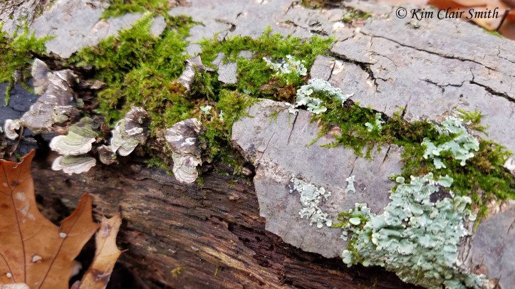 Lichen moss and fungus together w sig