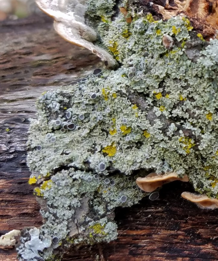 Lichen showing fruiting bodies (2)