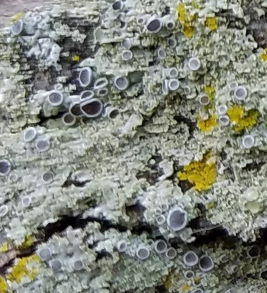 Lichen showing fruiting bodies - closer crop