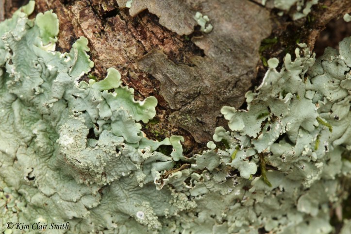 Lichen with pretty leafy ruffly texture w sig