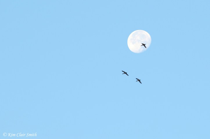Moon and ducks at dawn