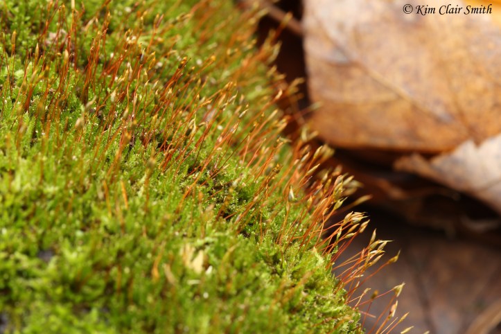 Moss with setae highlighted w sig