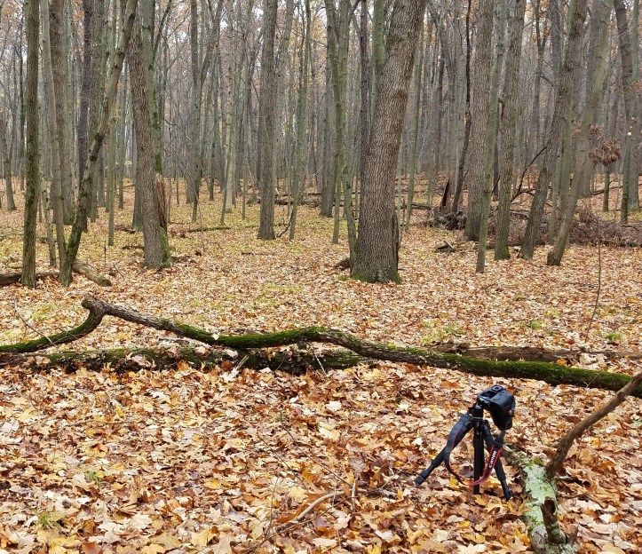 My camera on tripod pointing down at lichens and fungi on dead tree (2)