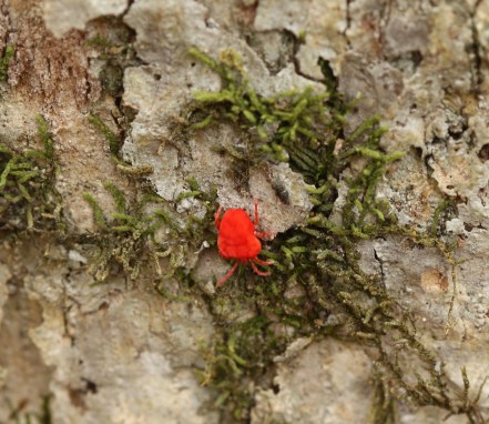 Red velvet mite and moss on tree bark