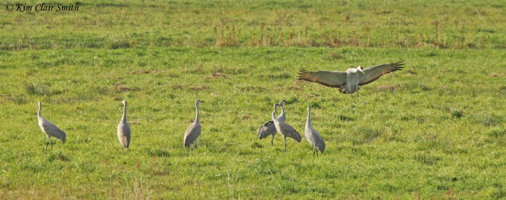 Sandhill crane landing with wings spread fully