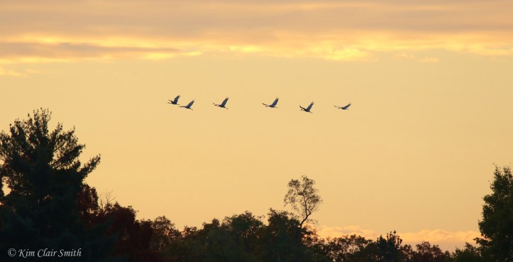 Sandhill cranes in flight against dawn sky