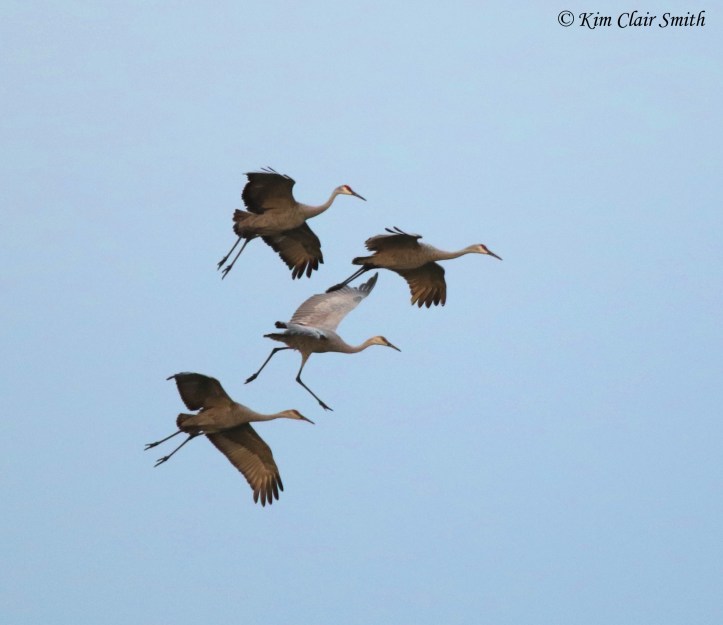 Sandhill cranes with legs down for landing w sig