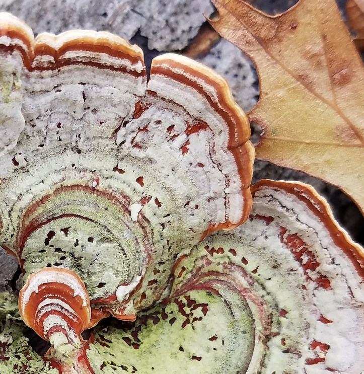 Turkey tail fungus - close crop for texture