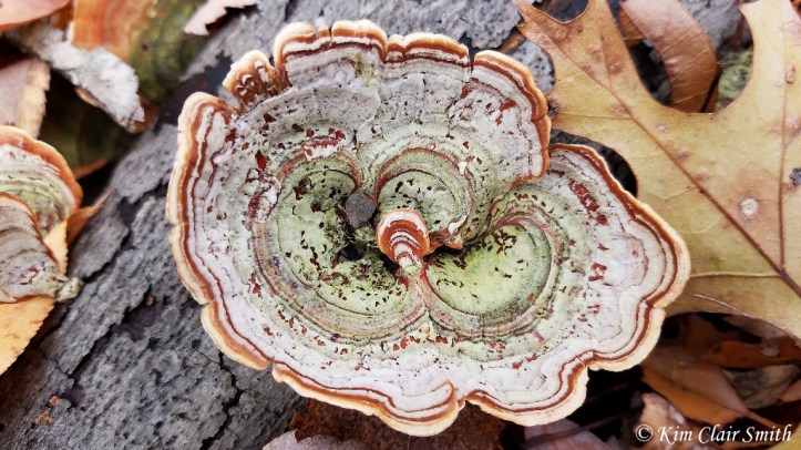 Turkey tail fungus reduced w sig