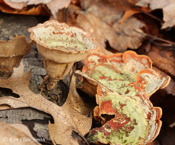 Turkey tail in cone shape w sig