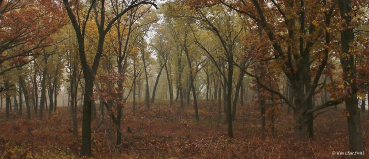 Woods with color and fog resized w sig