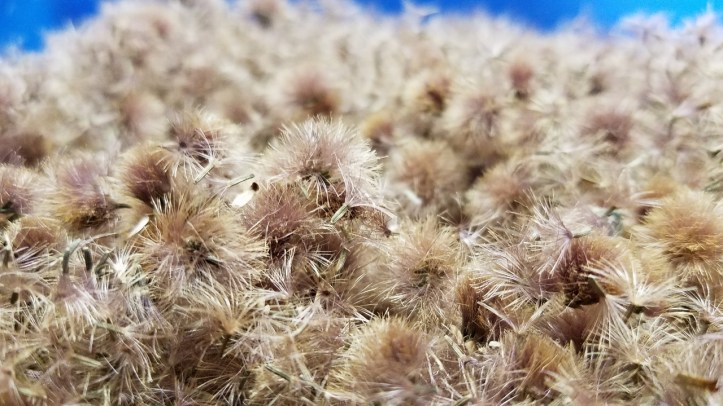 Ironweed seed heads - Wild Ones event - for blog