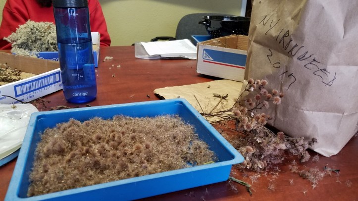 Ironweed seeds cleaned at Wild Ones event - for blog