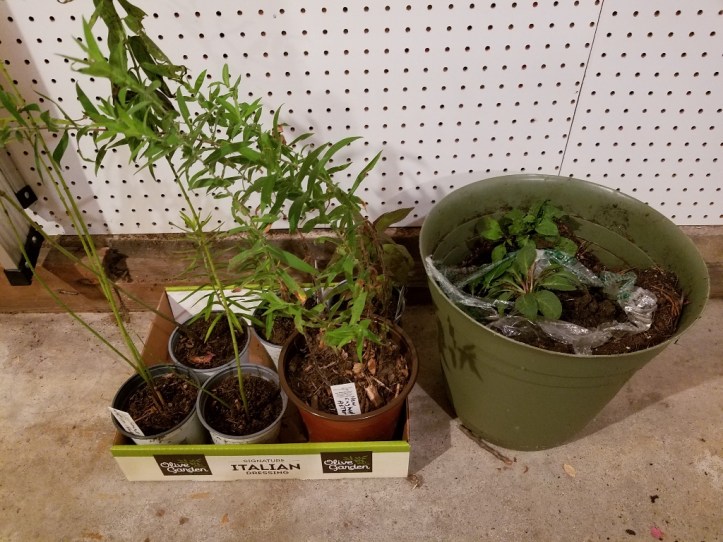 My first native plants for my garden (1024x768)