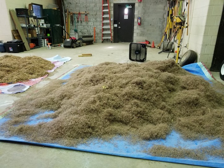 Native Seed Nursery - Little Bluestem drying - for blog