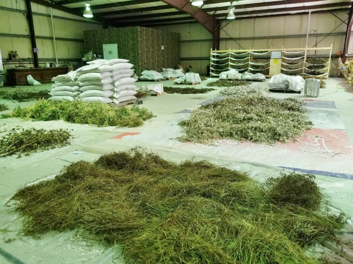 Native Seed Nursery - seeds drying on floor - for blog