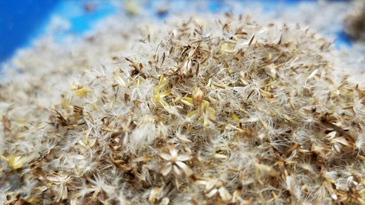 Riddell's goldenrod v2 - Wild Ones event - for blog