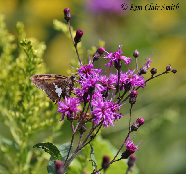 Silver-spotted Skipper on Ironweed blog