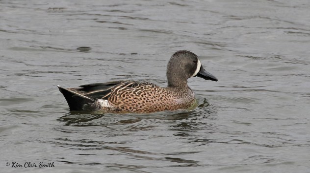 Blue-winged teal w sig