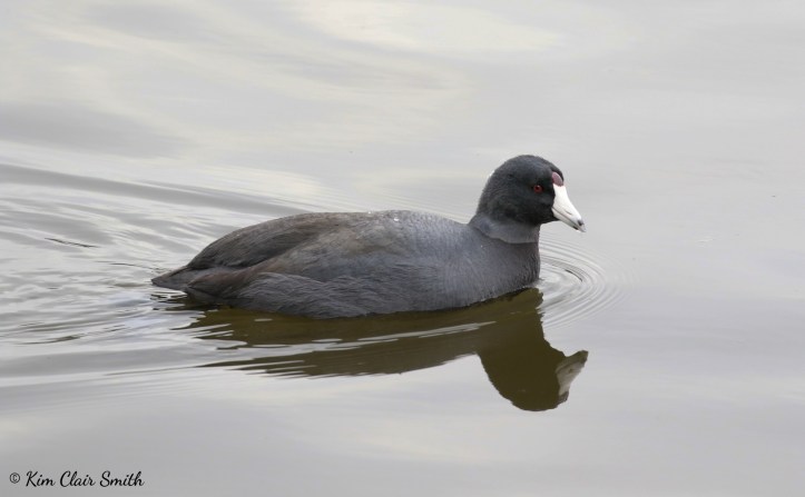 Coot with reflection v1 w sig