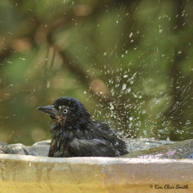 Grackle splashing water for blog w sig