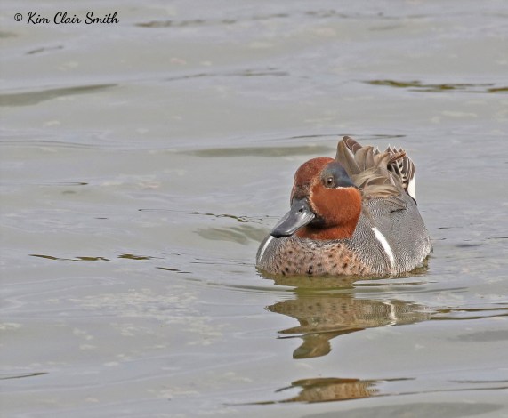 Green-winged Teal w sig - Estero Llano Grande