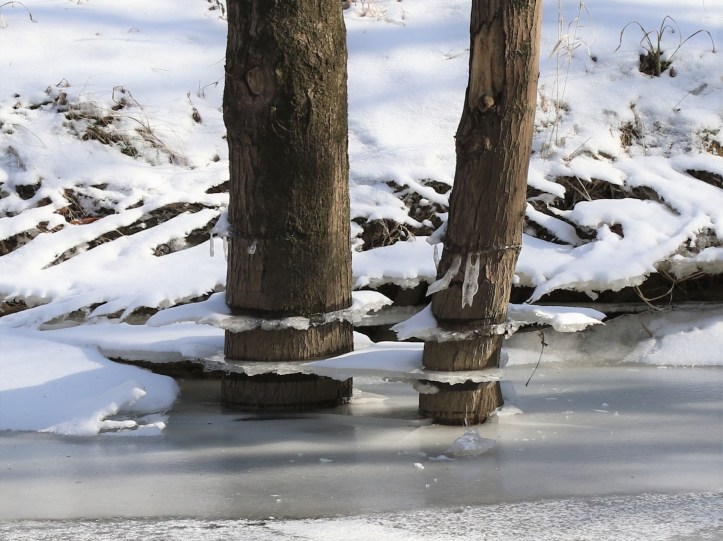 Ice shelves on trees along Ottawa River at Wildwood - blog