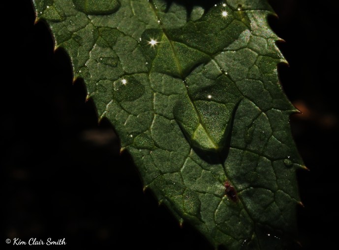 Leaf macro with water droplets and pointy edges.jpg