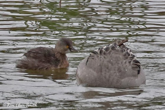 Least Grebe and Pintail partnership v2 w sig