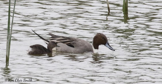 Northern pintail and Least grebe partnership w sig