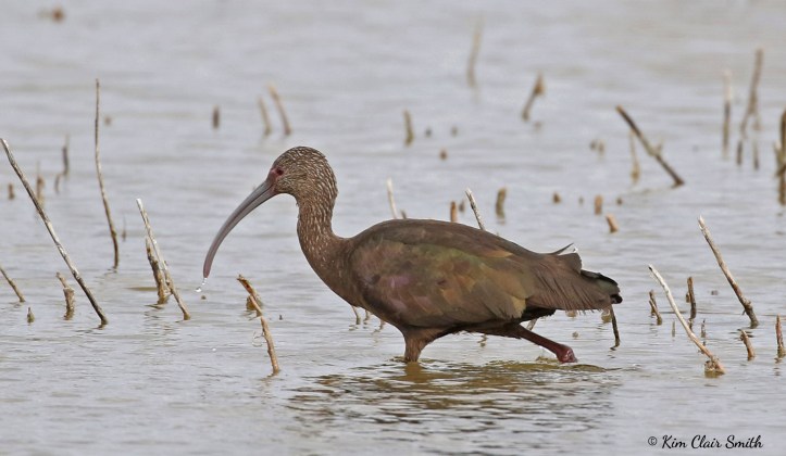 White-faced Ibis - Estero Llano Grande w sig