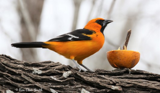 Altamira Oriole w sig copyright Kim Smith