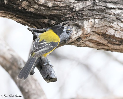 Audubon's Oriole w sig