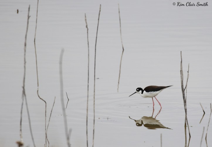 Black-necked stilt with reflection - copyright Kim Smith