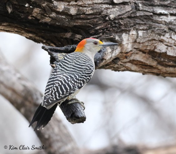 Golden-fronted Woodpecker w sig