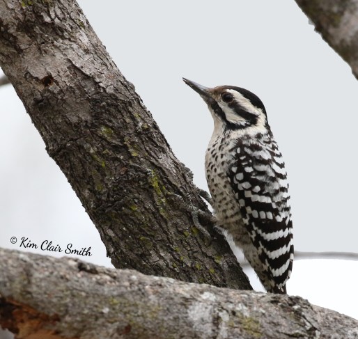 Ladder-backed Woodpecker cropped v2 w sig
